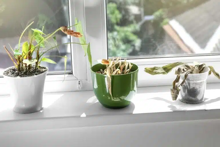 faut il couper le bout des feuilles marron 1