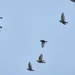 quand partent les etourneaux 1